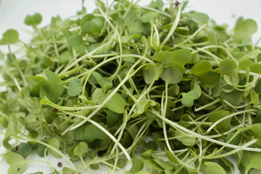 Mustard Microgreens