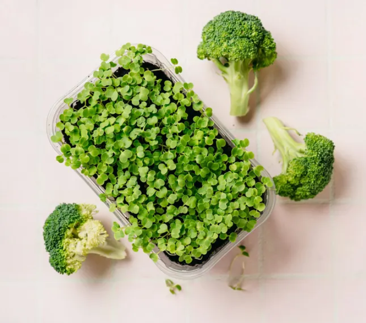 Broccoli Microgreens