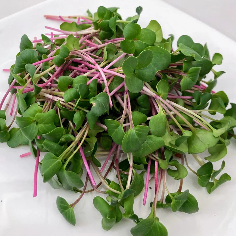 Pink Radish Microgreens