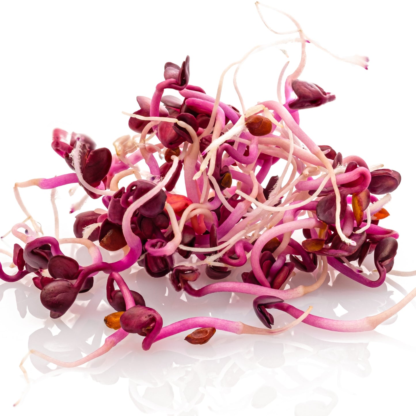 Purple Radish Microgreens