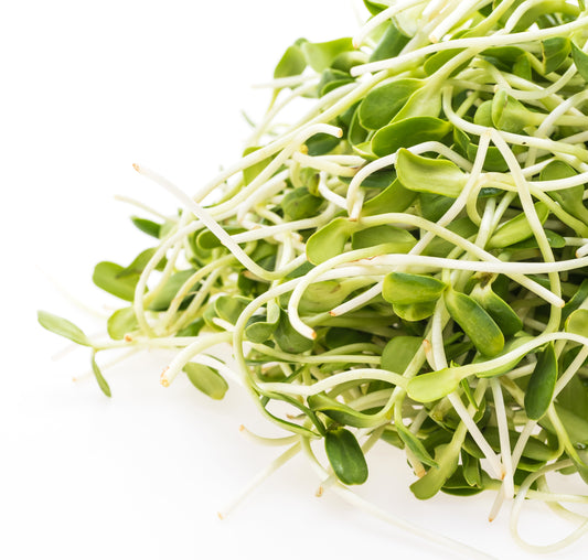 Sunflower Microgreens